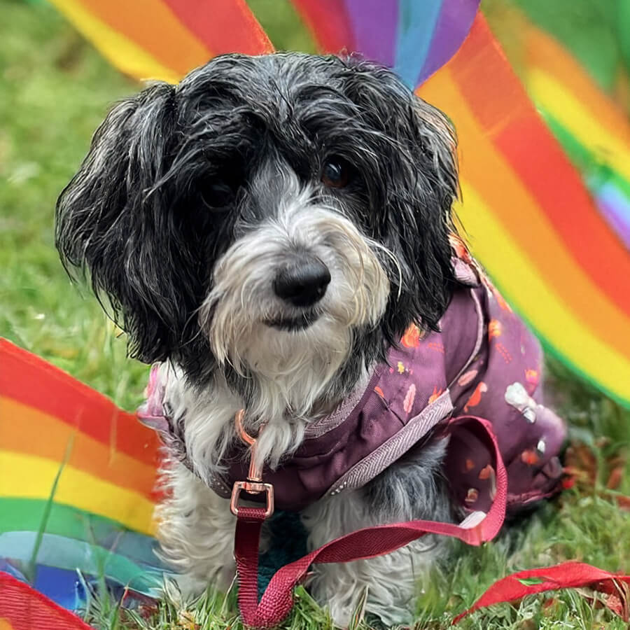 Amy – Therapiehund der Kita "Villa Kunterbunt" in Düsseldorf